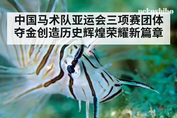 中国马术队亚运会三项赛团体夺金创造历史辉煌荣耀新篇章